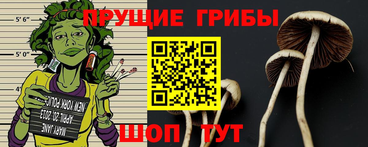 Псилоцибиновые грибы мицелий Урус-Мартан
